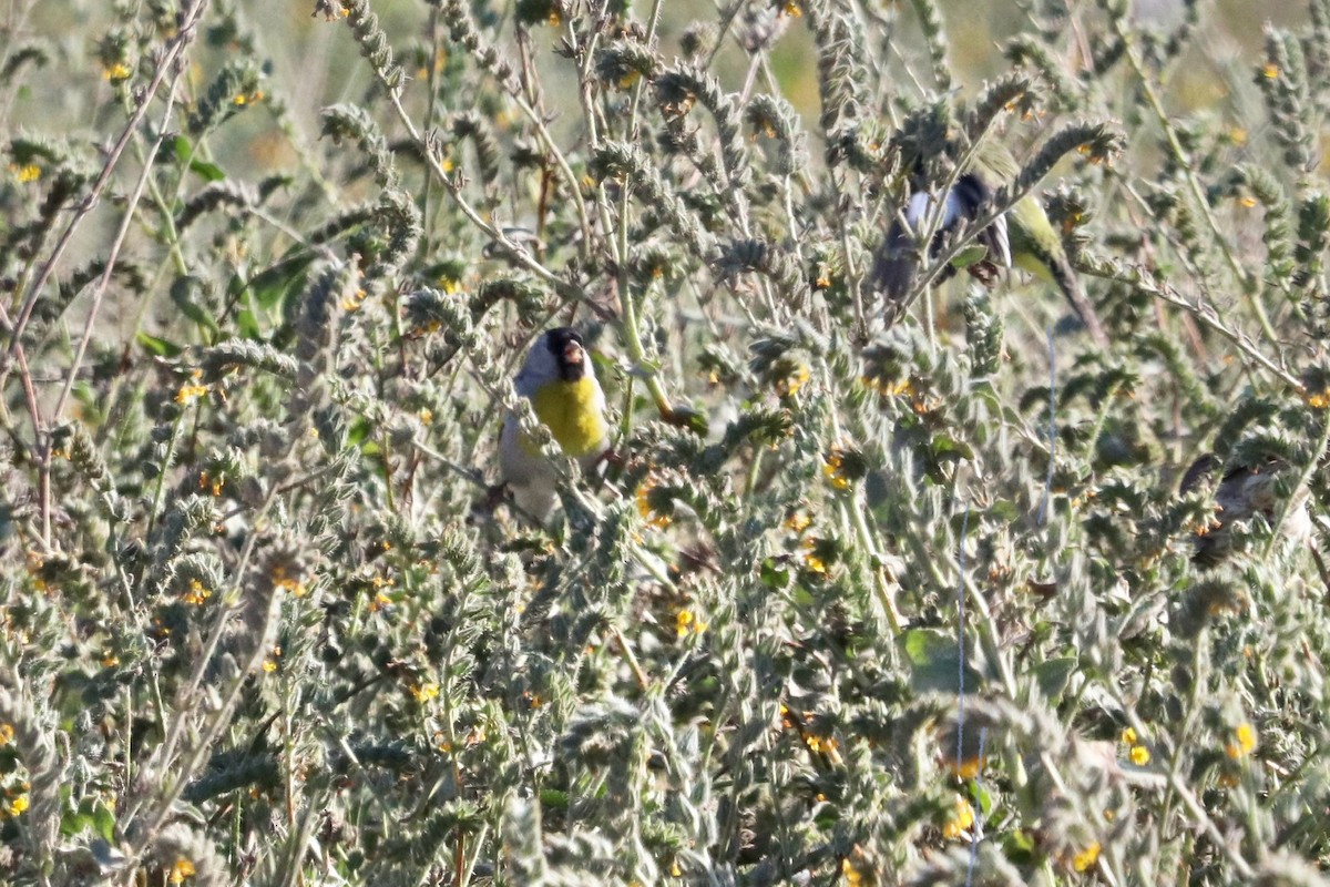 Lawrence's Goldfinch - ML621735095