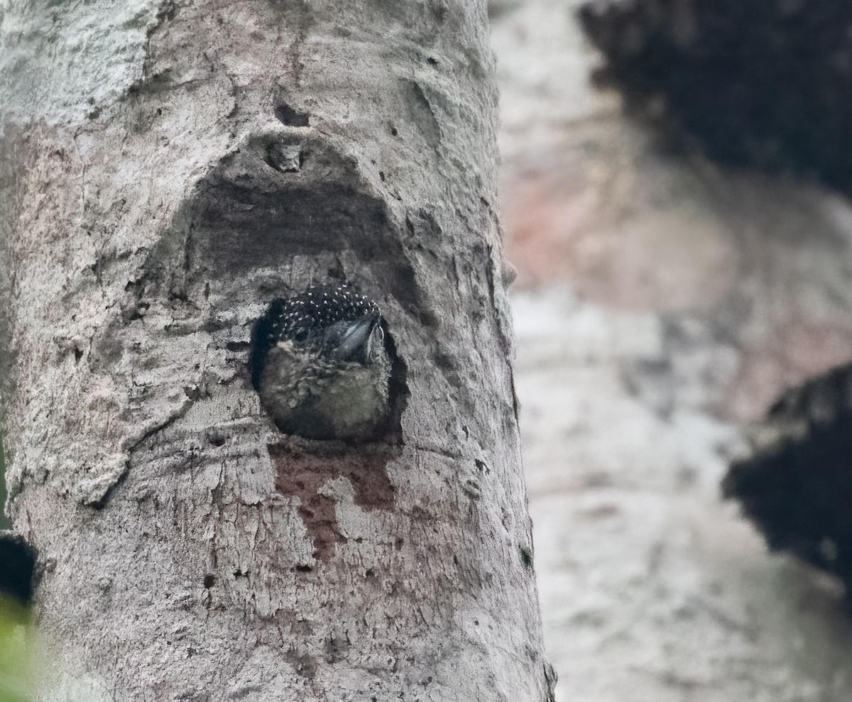 Bar-breasted Piculet - ML621735154