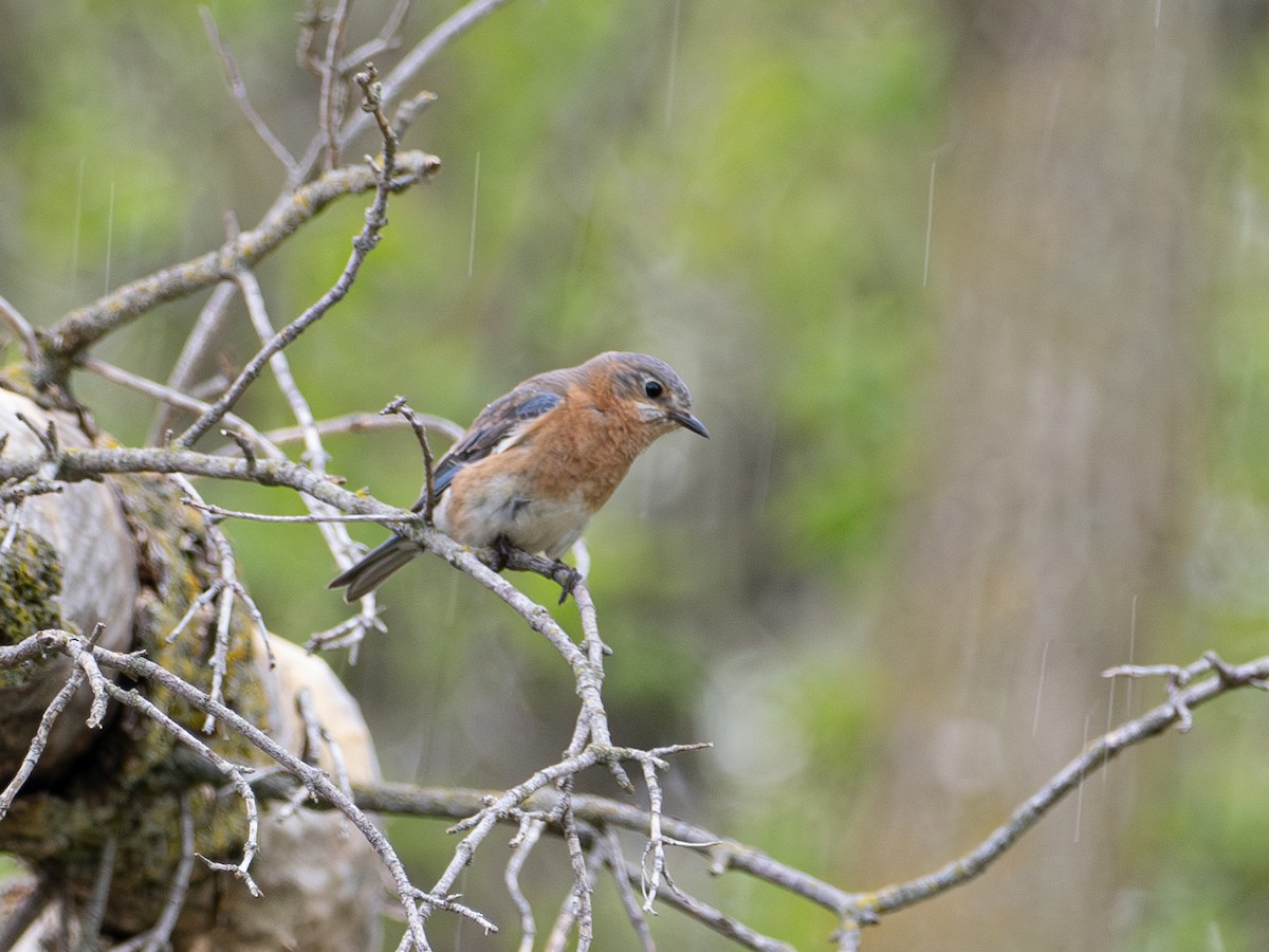 Eastern Bluebird - LARRY MOSS