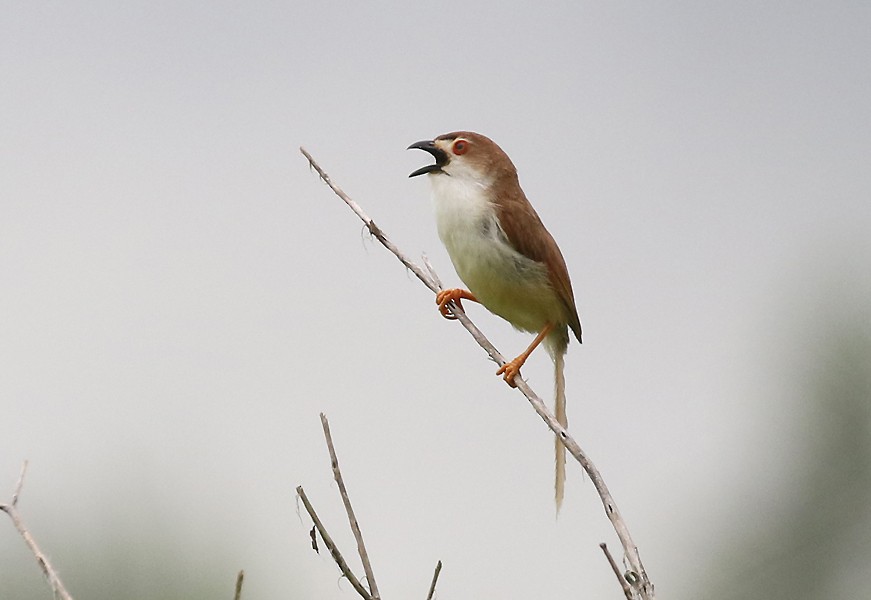 Yellow-eyed Babbler - ML621735255