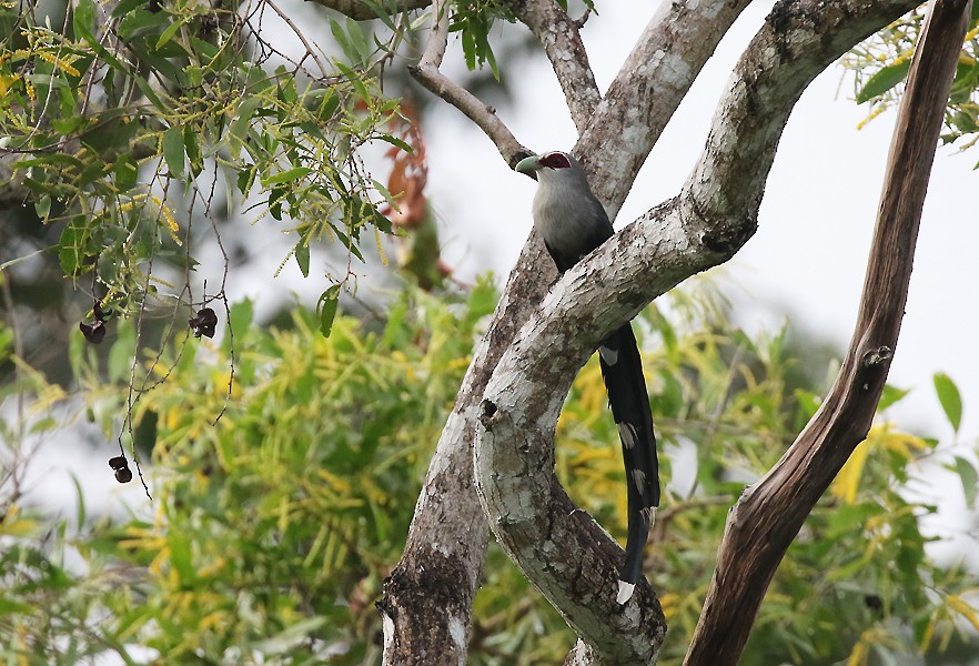 Green-billed Malkoha - ML621735264