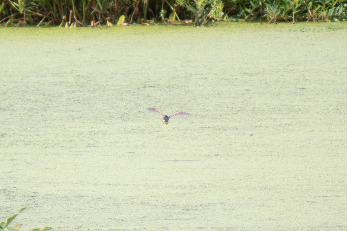 Least Bittern - Will Shattuck