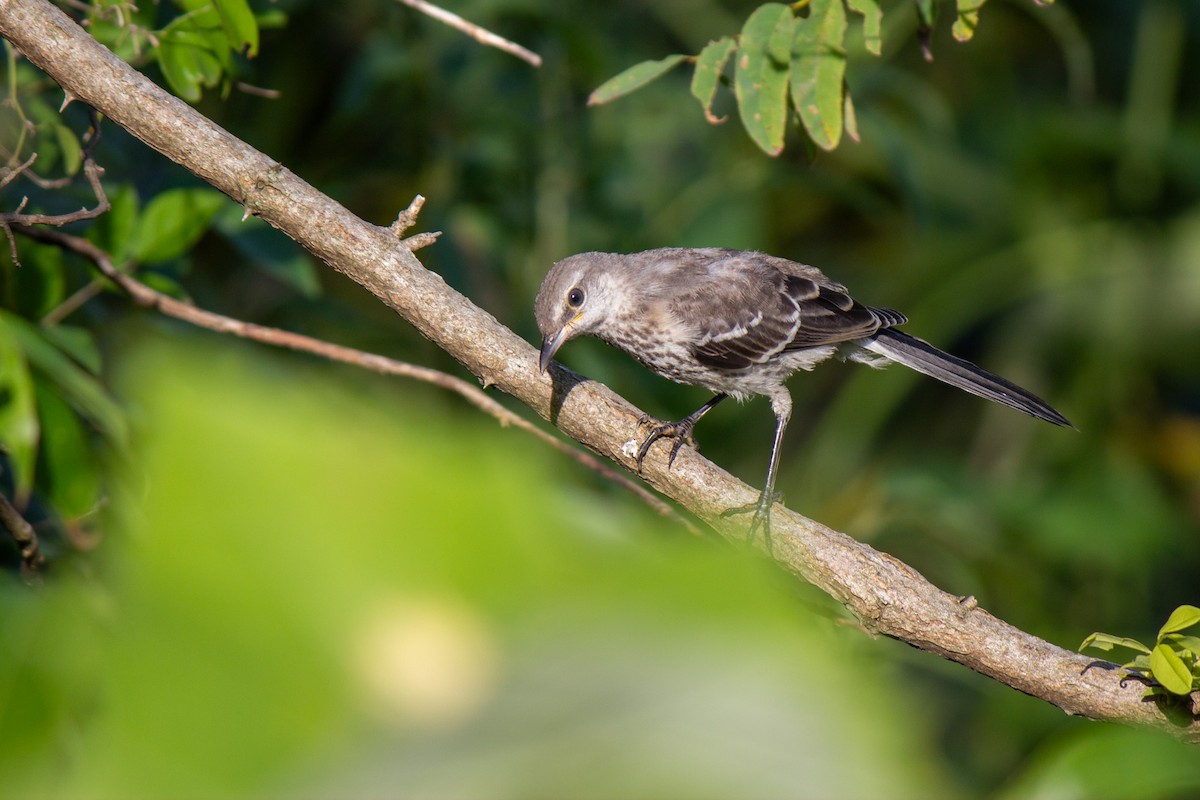 Northern Mockingbird - ML621735364