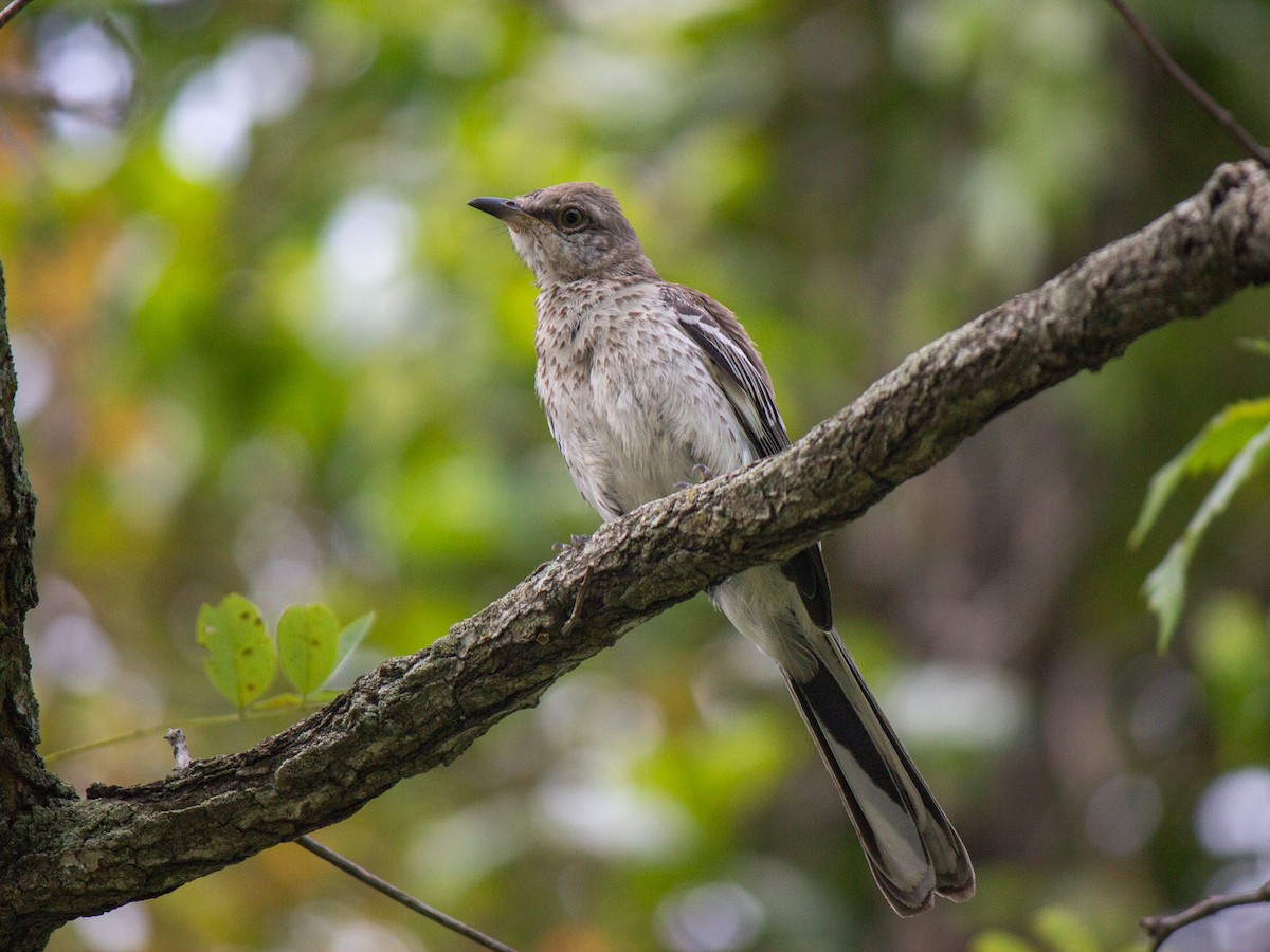 Northern Mockingbird - ML621735365