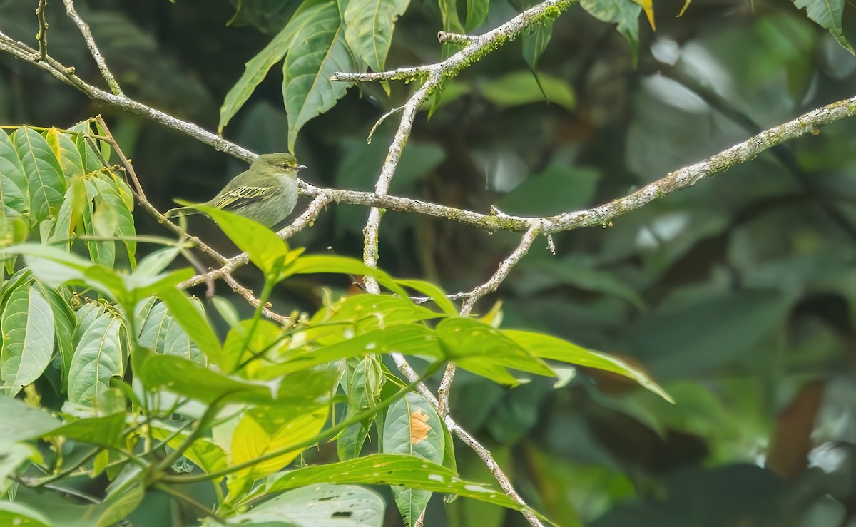 Golden-faced Tyrannulet (Golden-faced) - ML621735400