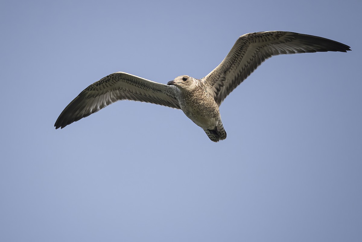 Ring-billed Gull - ML621735456