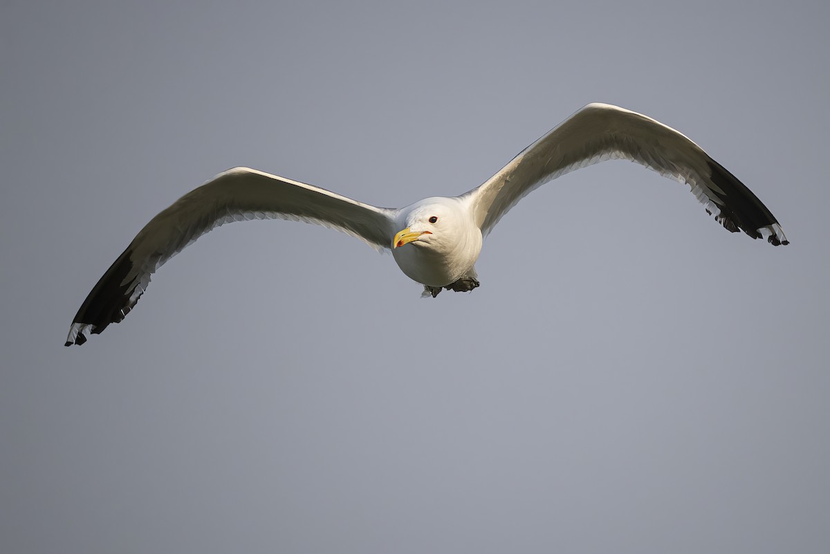 Gaviota Californiana - ML621735460