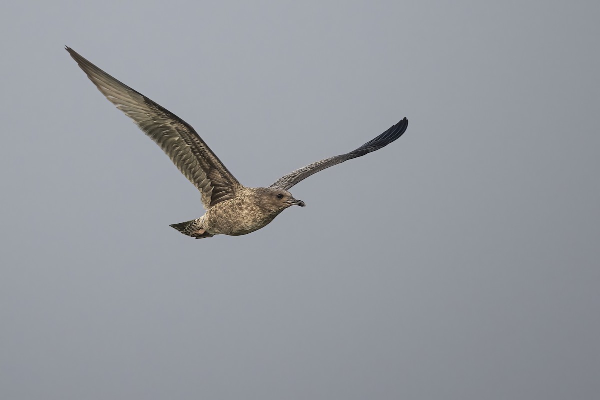 Gaviota Californiana - ML621735461