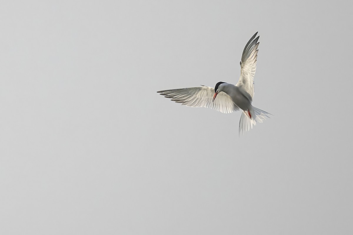 Common Tern - ML621735465