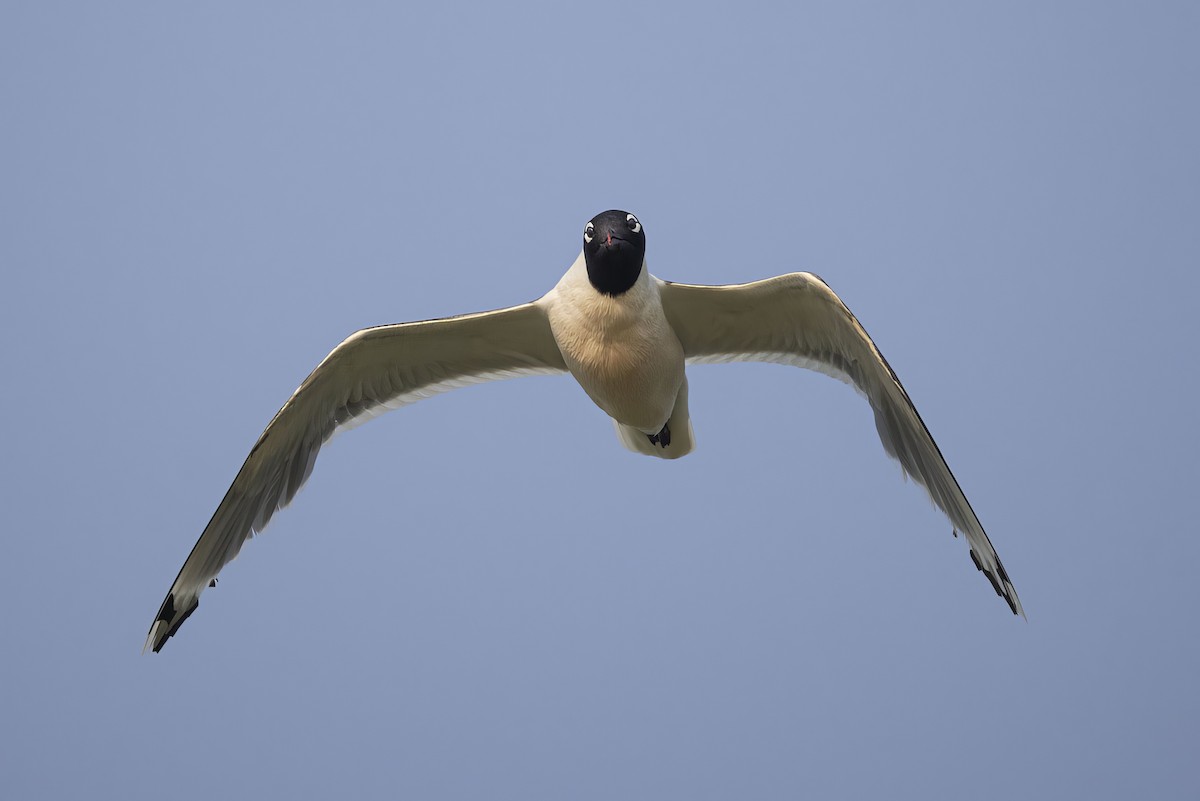 Franklin's Gull - ML621735469