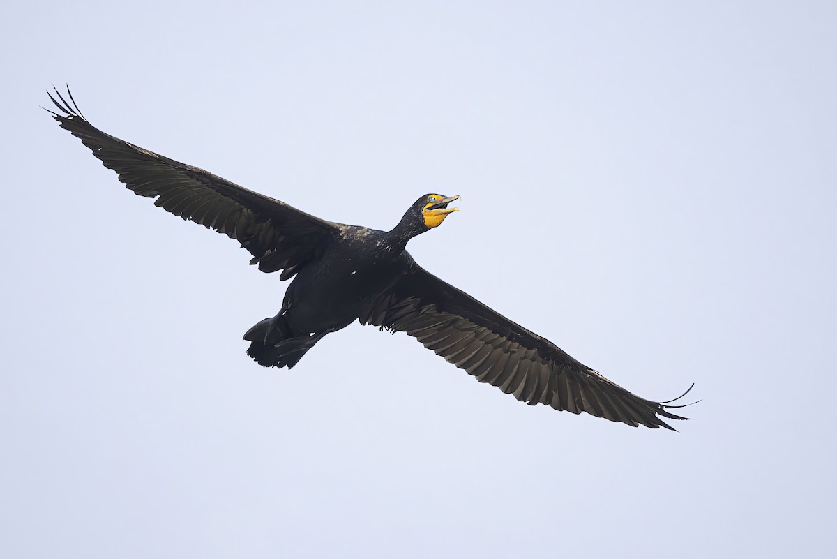 Double-crested Cormorant - ML621735476