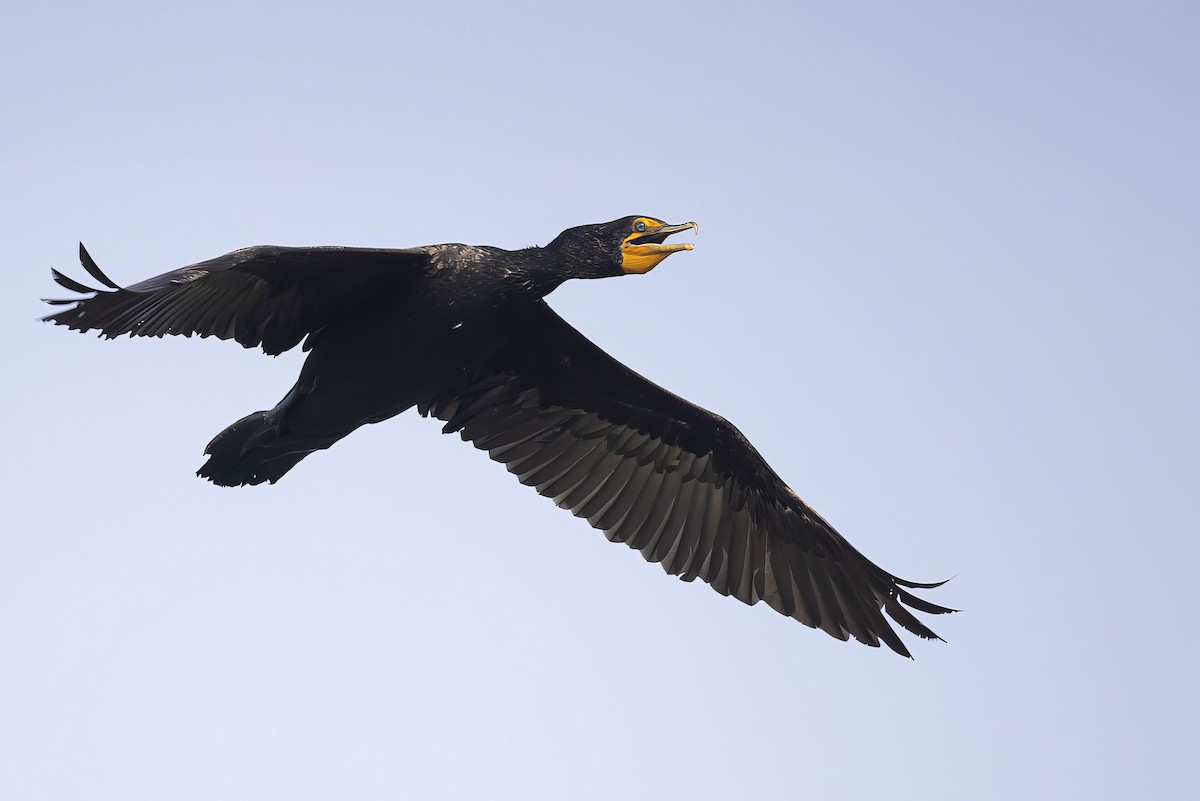 Double-crested Cormorant - Gerald Romanchuk