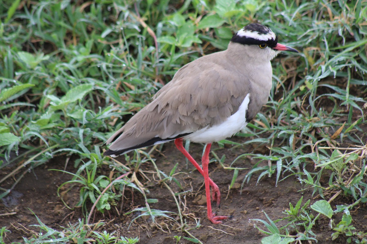 Crowned Lapwing - ML621735489