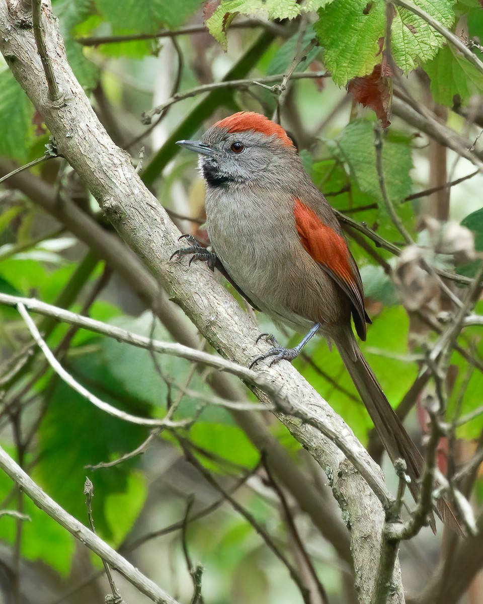 Silvery-throated Spinetail - ML621735506