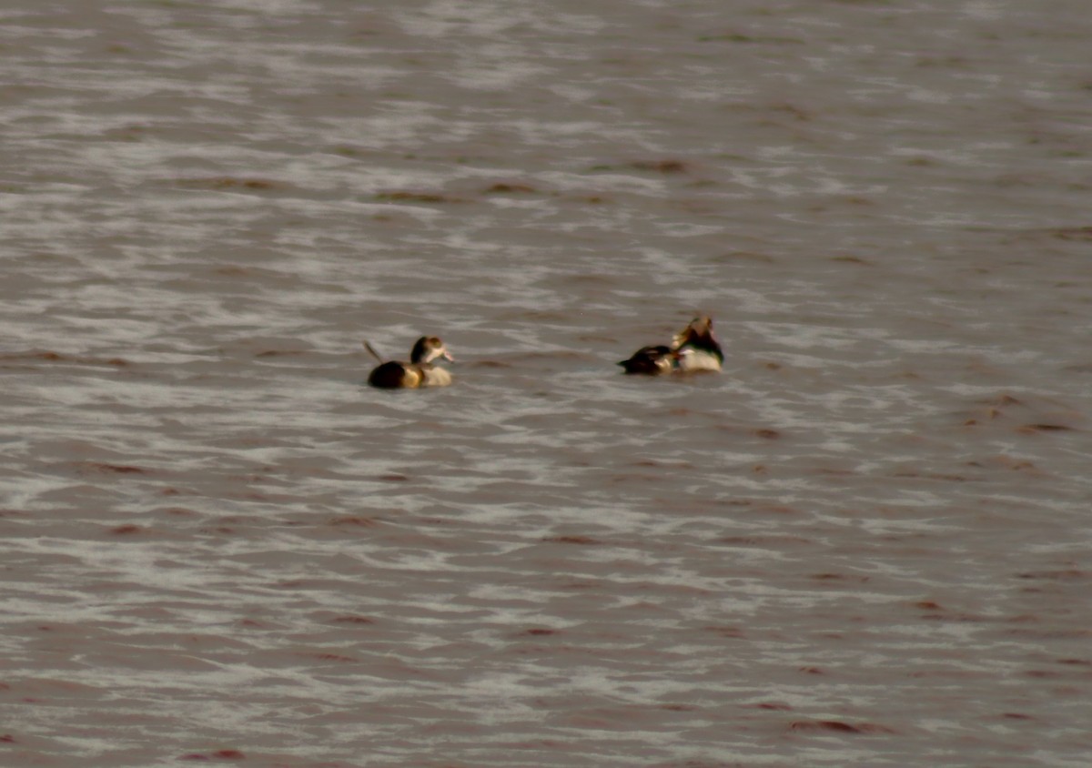 Egyptian Goose - ML621735515