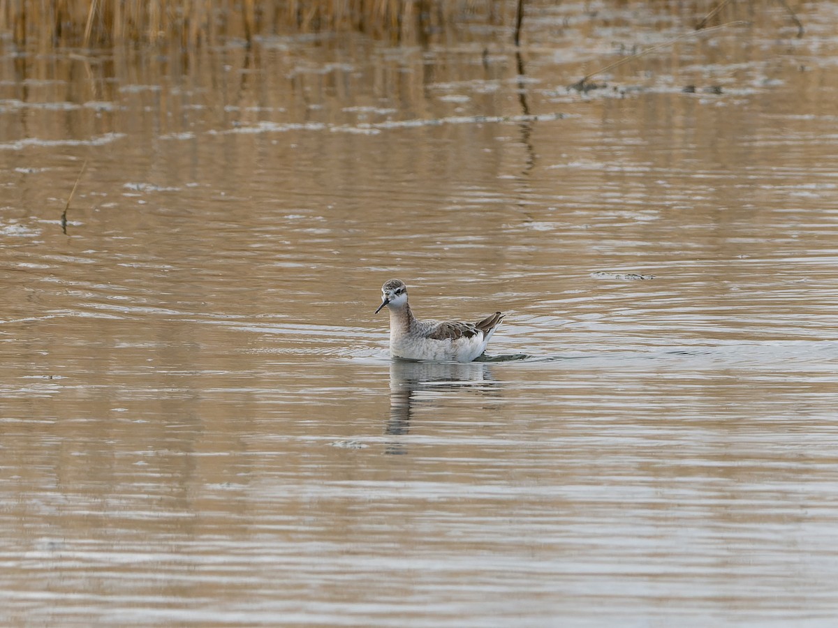 Wilson's Phalarope - LARRY MOSS