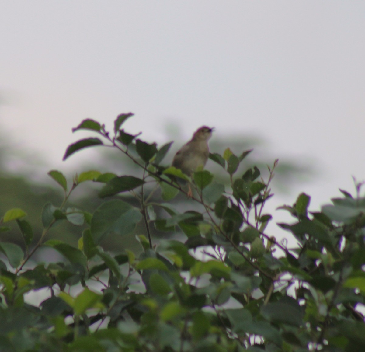 cisticola sp. - ML621735546