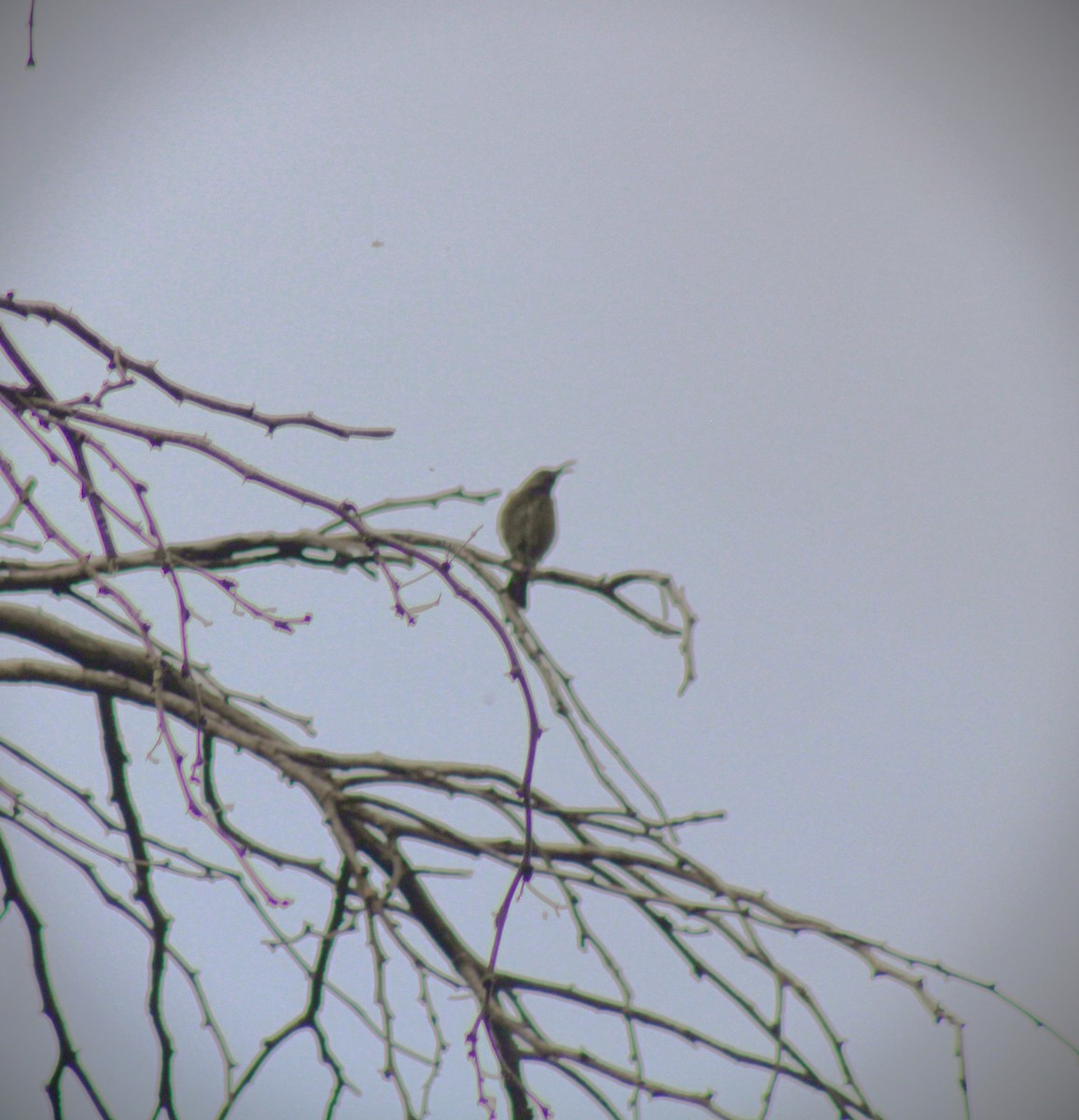 Нектаркові sp. (sunbird sp.) - ML621735569