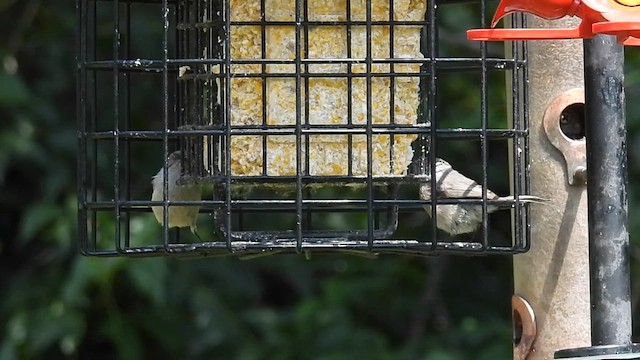 Bushtit - ML621735594