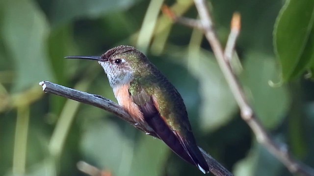 Broad-tailed Hummingbird - ML621735609