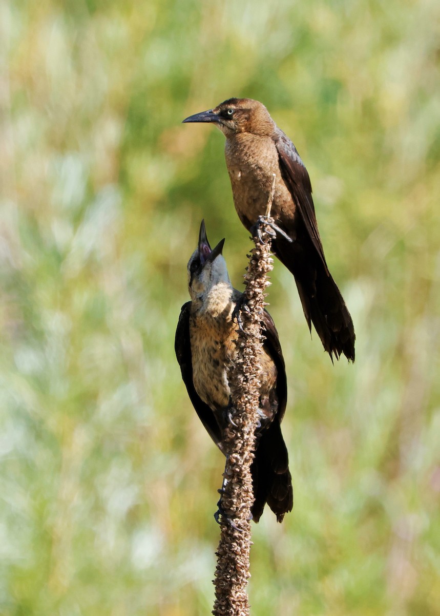 Great-tailed Grackle - ML621735642