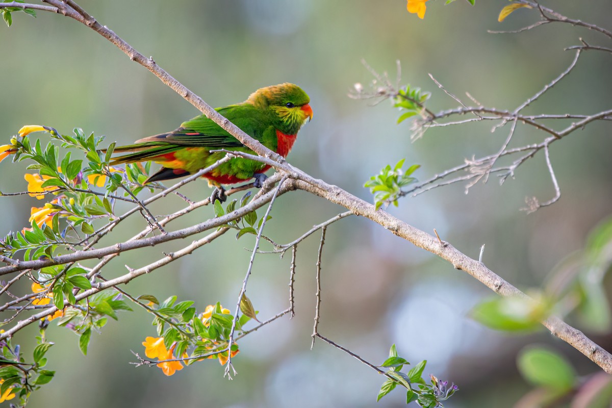 Orange-billed Lorikeet - ML621735797