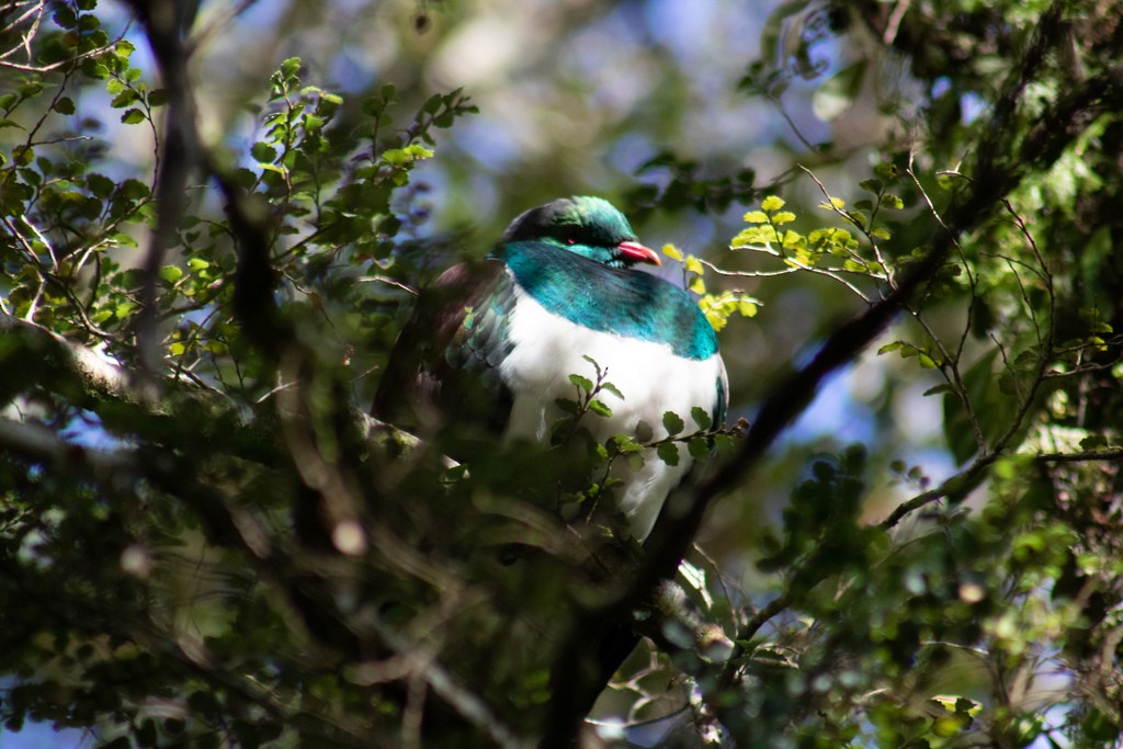 New Zealand Pigeon - ML621735840