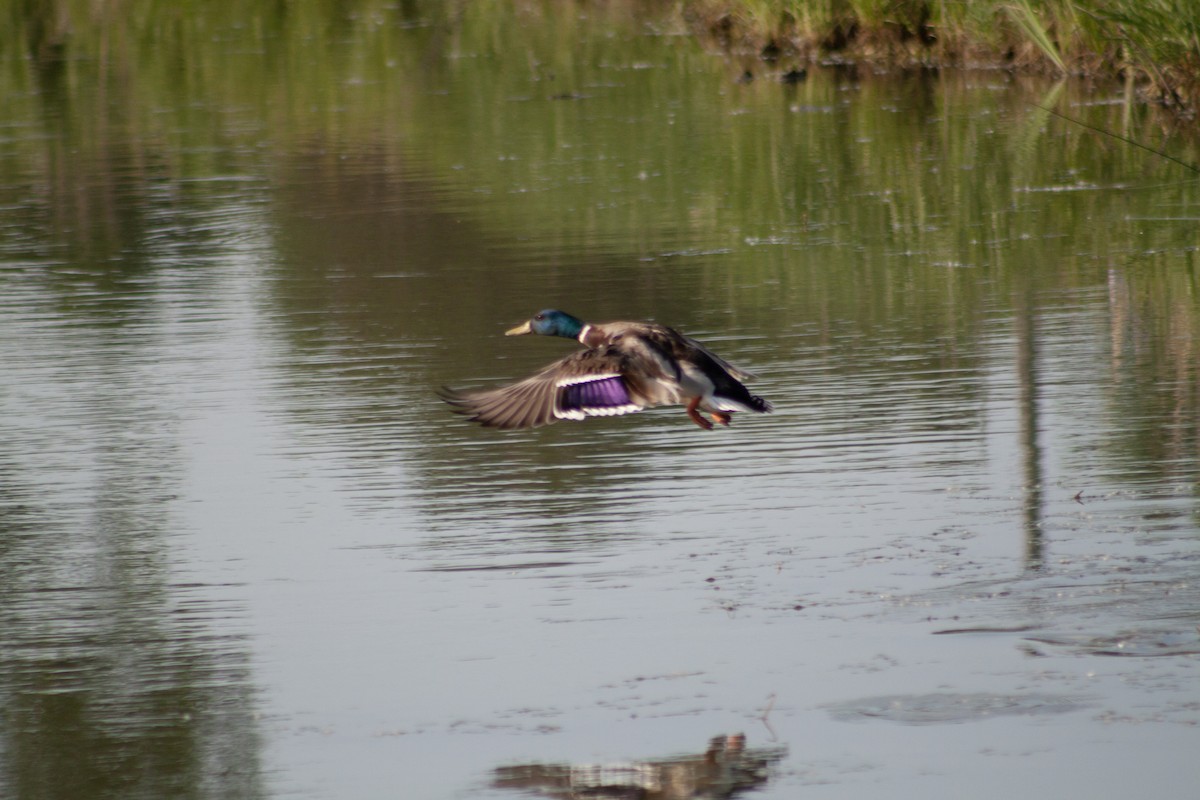 Mallard - ML621735940