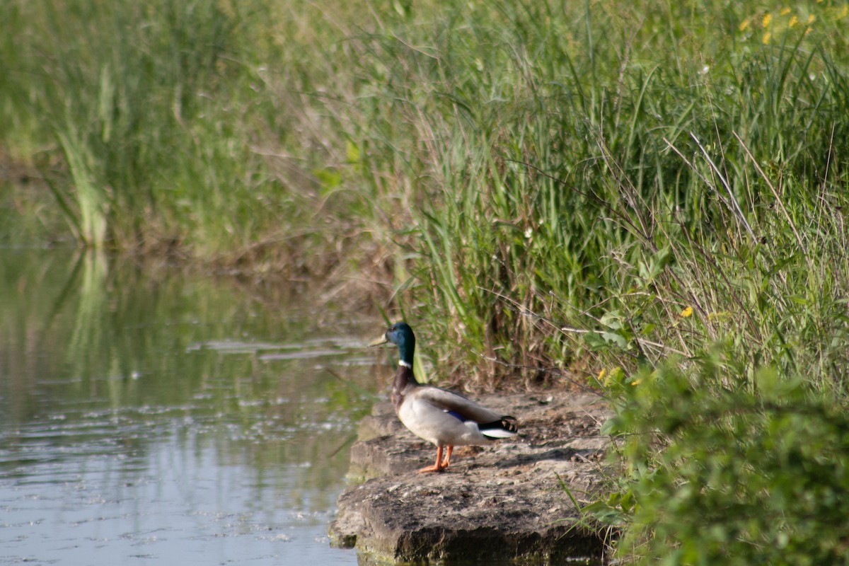 Mallard - ML621735952
