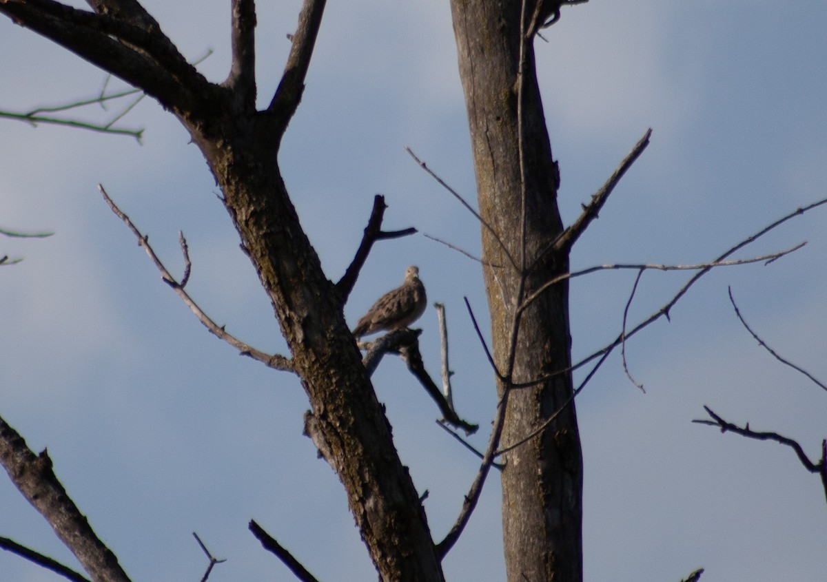 Mourning Dove - ML621735960