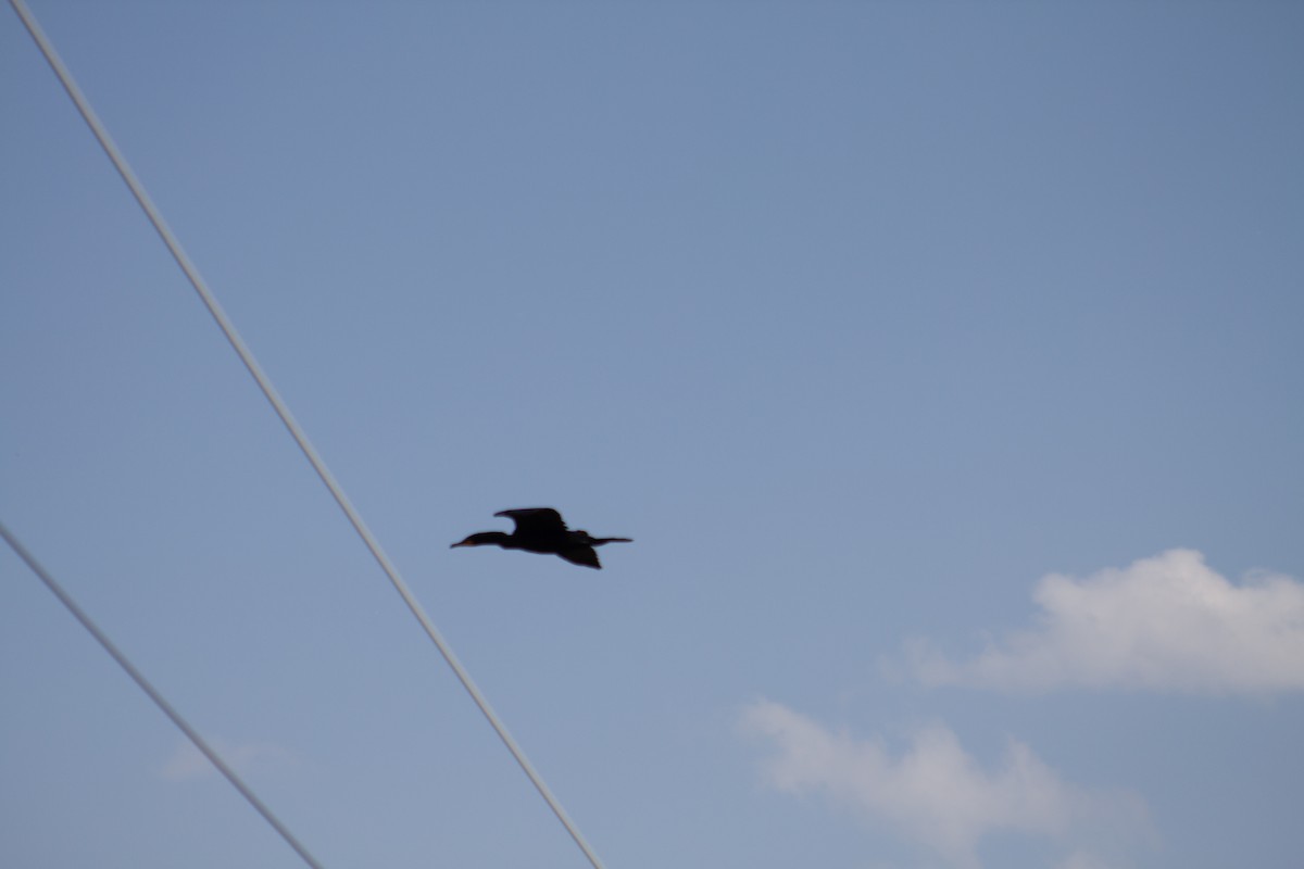 Double-crested Cormorant - ML621735966