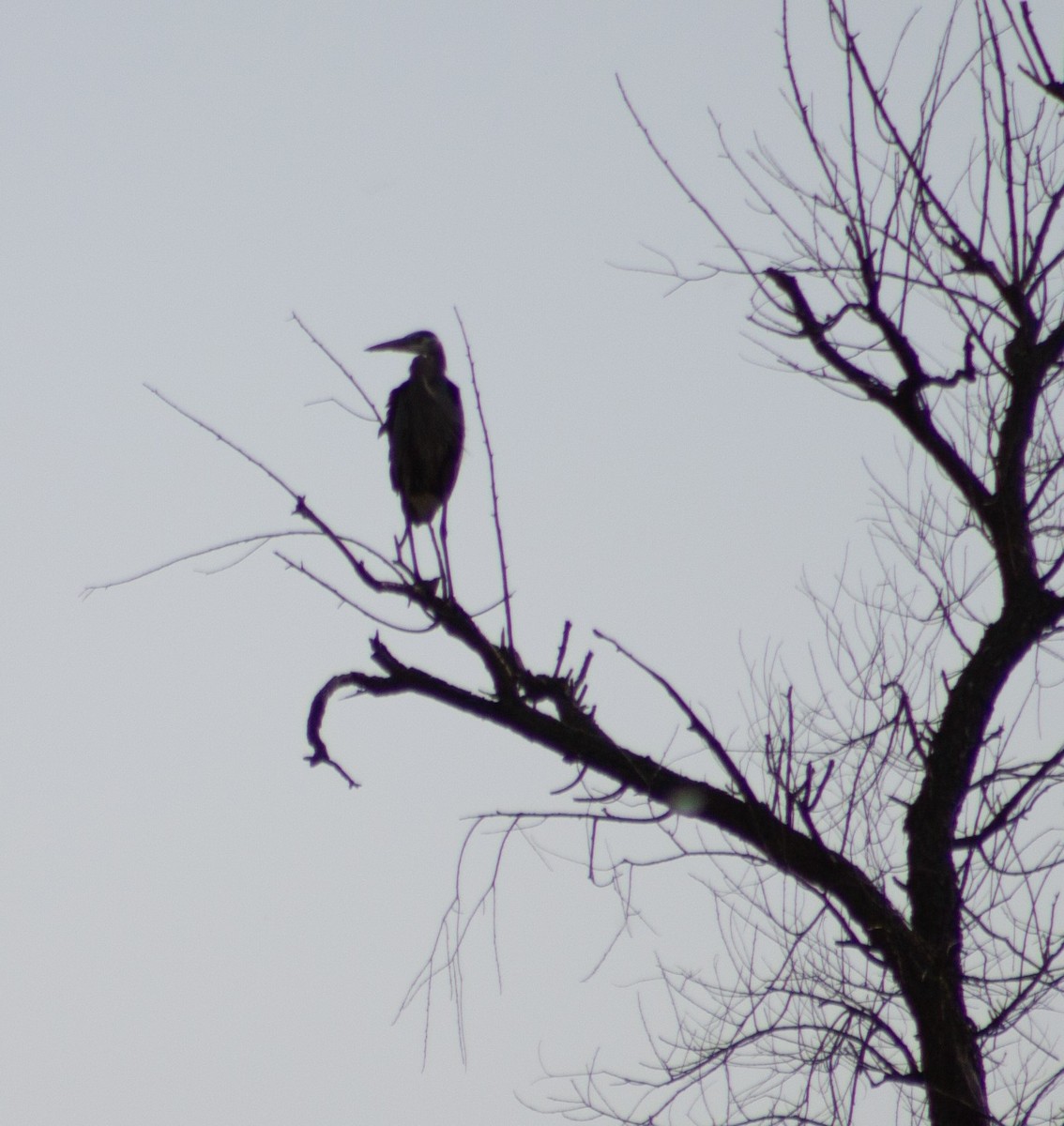 Great Blue Heron - ML621735987