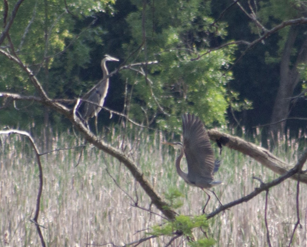 Great Blue Heron - ML621735988