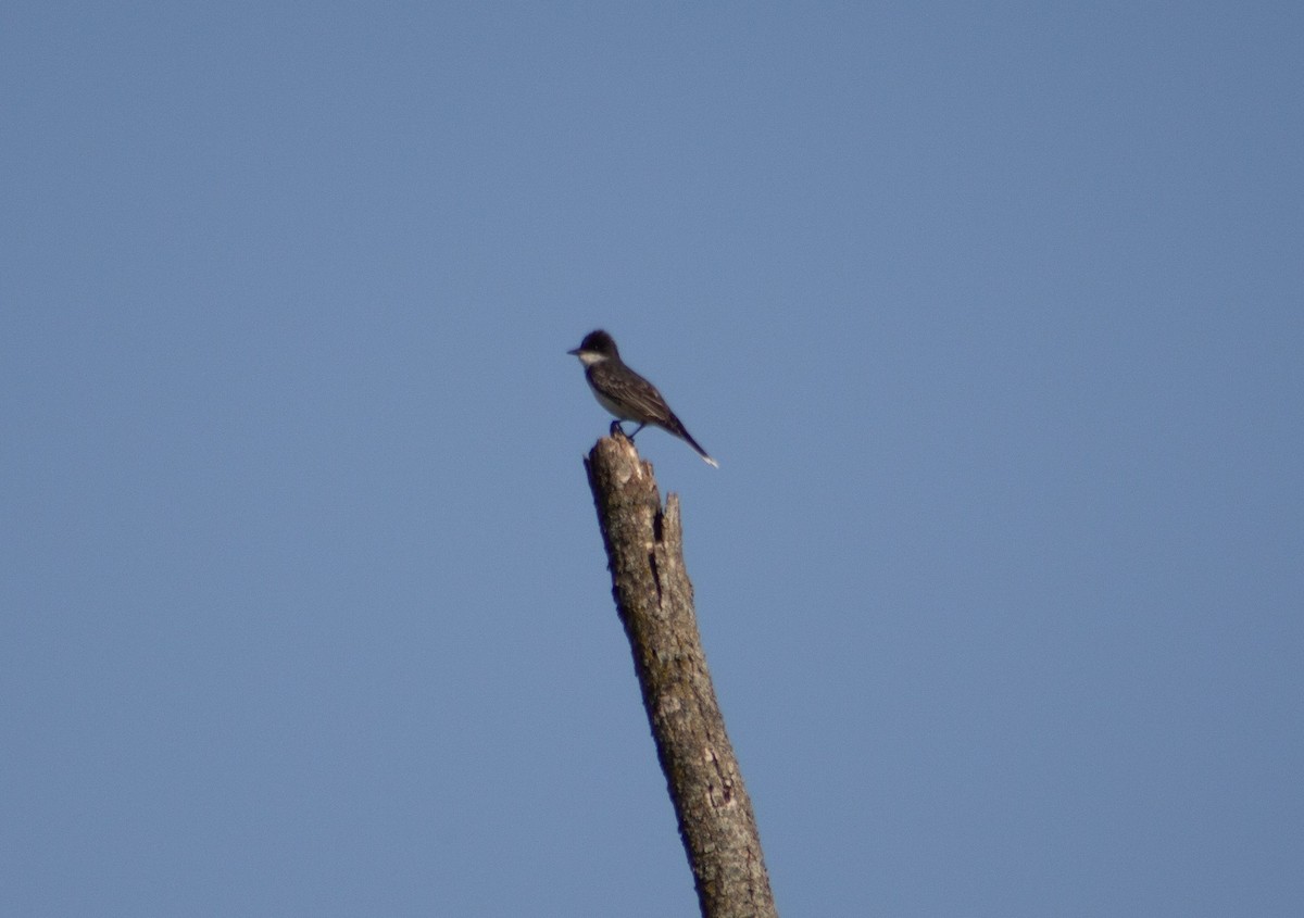 Eastern Kingbird - ML621735992