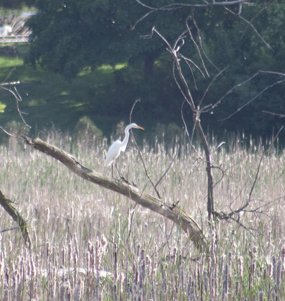 Great Egret - ML621735999