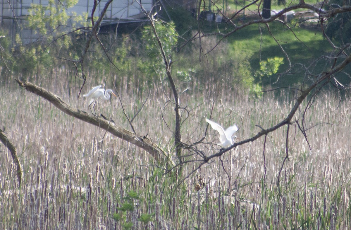Great Egret - ML621736000