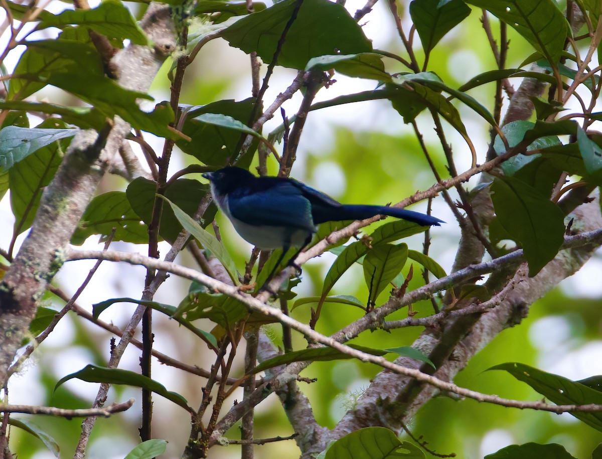 Fan-tailed Berrypecker - ML621736023