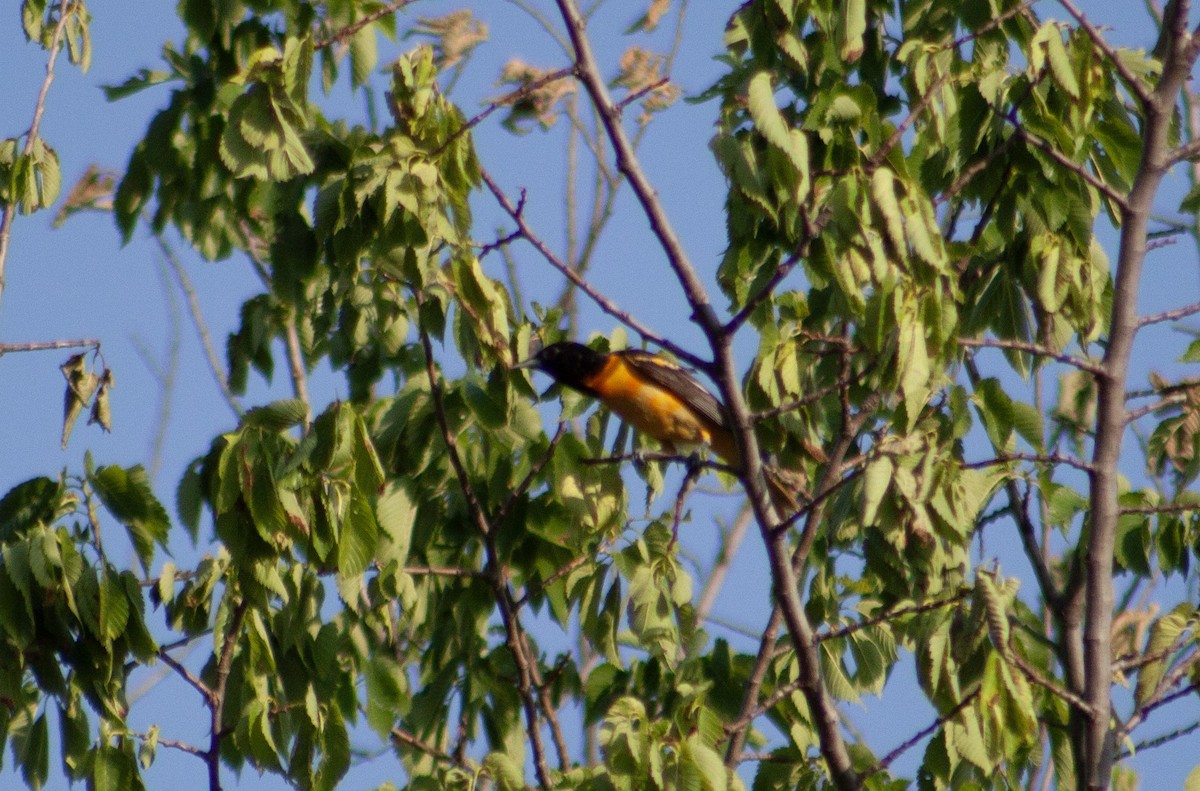Baltimore Oriole - ML621736024