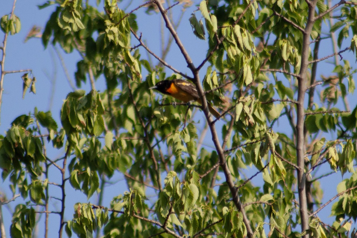 Baltimore Oriole - ML621736025