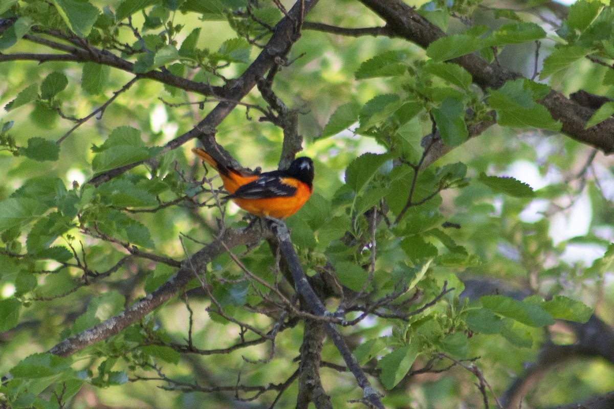 Baltimore Oriole - ML621736026