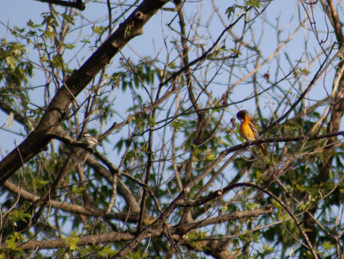 Baltimore Oriole - ML621736027