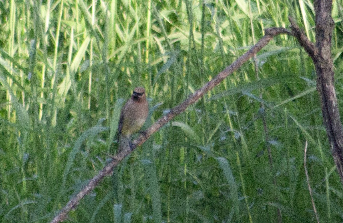 Cedar Waxwing - ML621736034