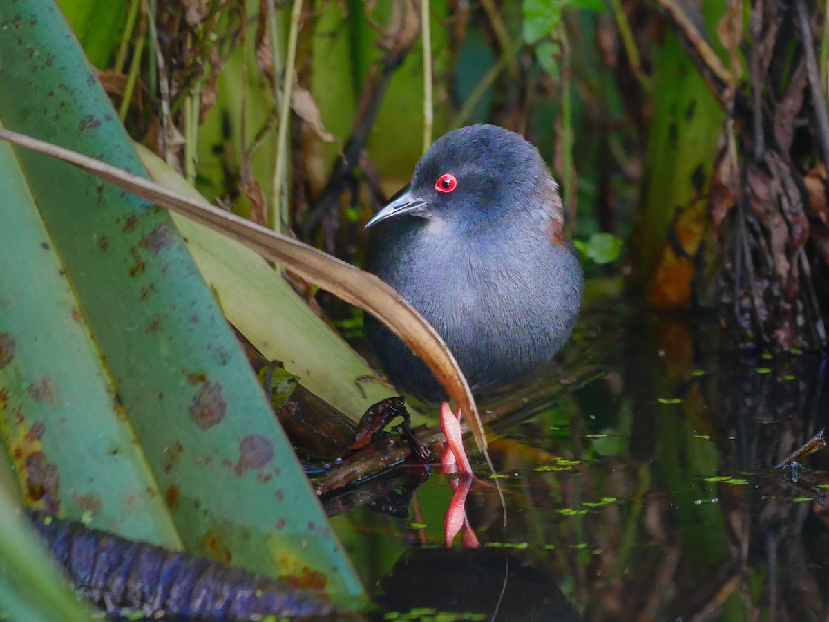 Spotless Crake - ML621736052