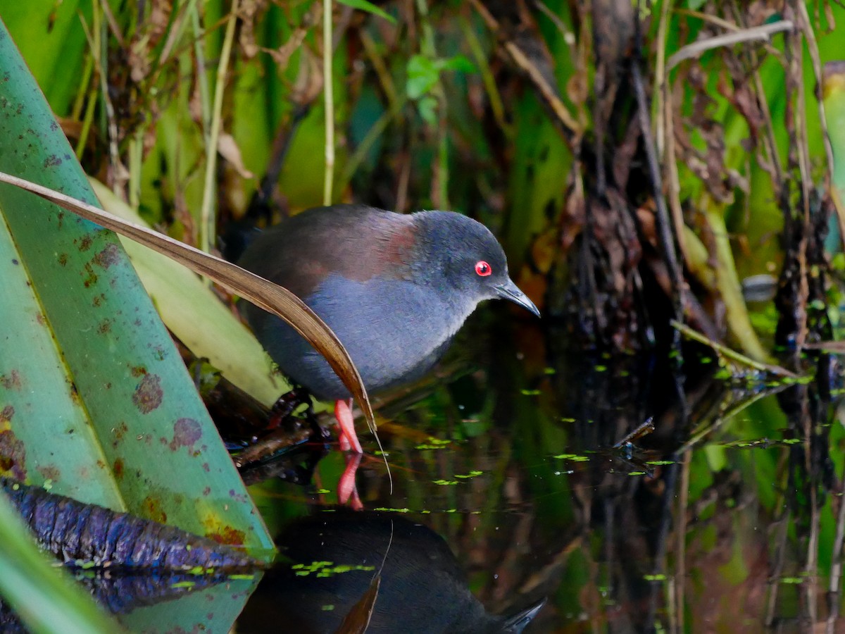 Spotless Crake - ML621736226