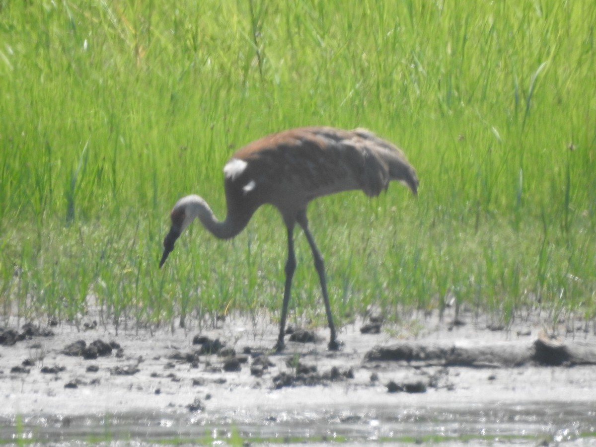 Sandhill Crane - Wayne Longbottom