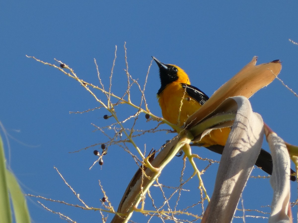 Hooded Oriole - ML621736349