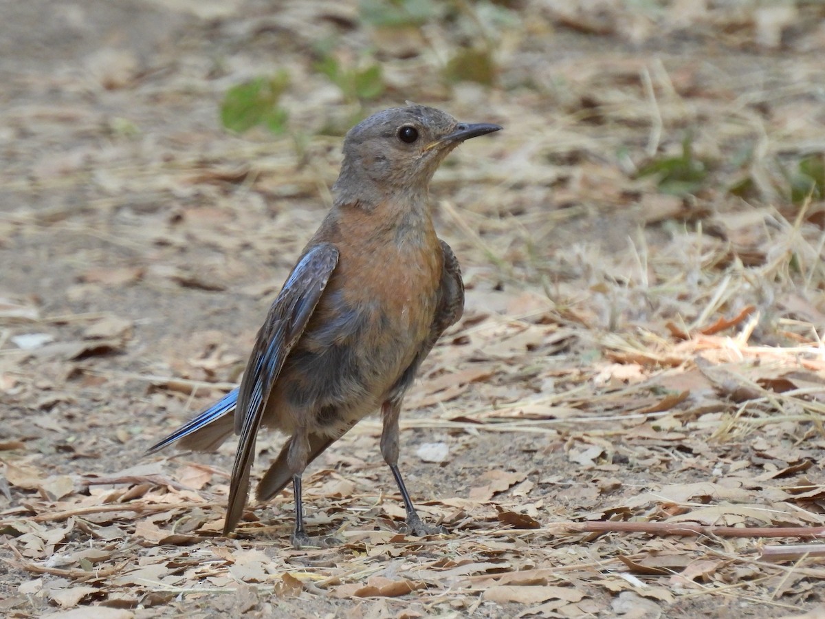 Western Bluebird - Martha Wild