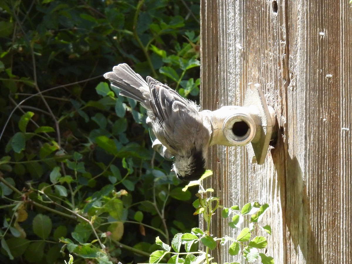 Mountain Chickadee - Martha Wild