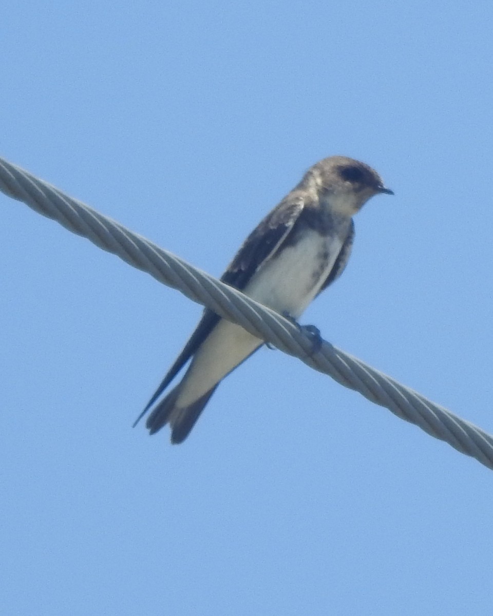 eBird Checklist - 19 Jul 2024 - Port Mahon Rd. - 18 species (+1 other taxa)