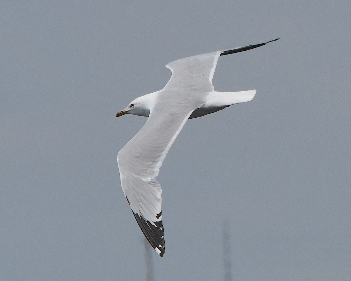 Ring-billed Gull - ML621736486